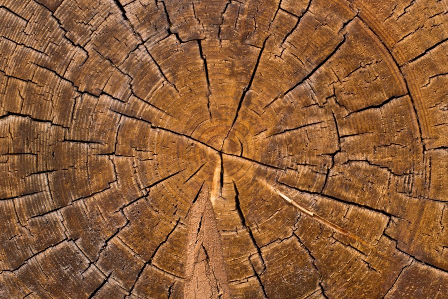 Pourquoi choisir le bois imputrescible pour votre terrasse ?