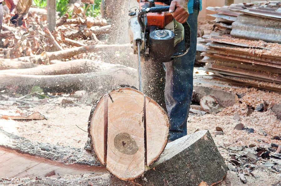 Tout sur la formation pour devenir bûcheron professionnel