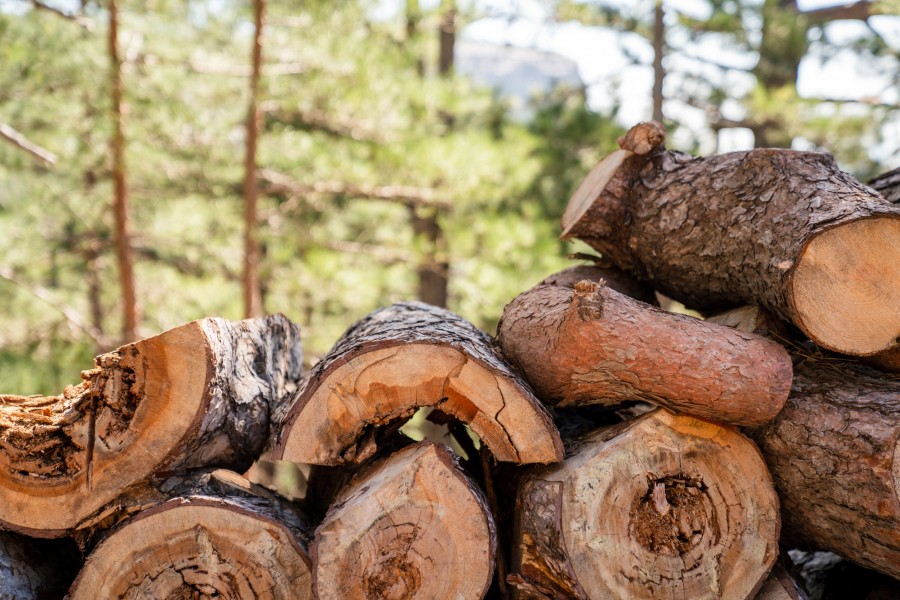 Quel type de bois privilégier pour débuter la sculpture ?