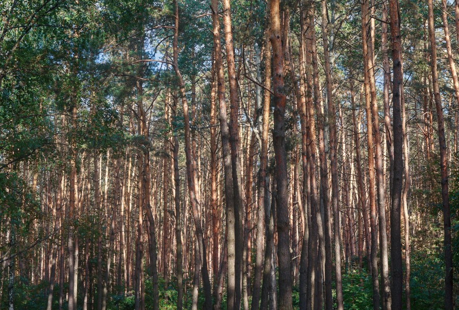 Qu'est-ce qu'un arbre résineux ?