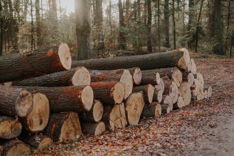 Qu'est-ce qu'un bois de classe 3 ?